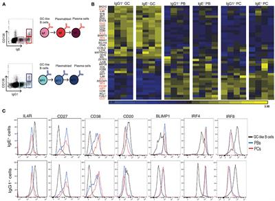 Transcriptional Analysis of the Human IgE-Expressing Plasma Cell Differentiation Pathway